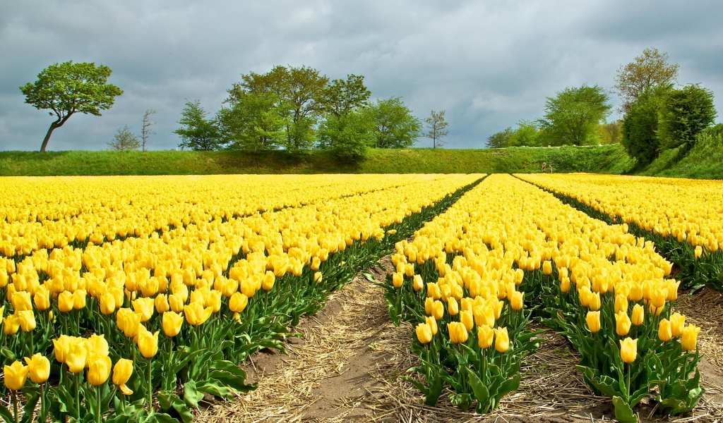Yellow Tulips Field for 1024 x 600 widescreen resolution
