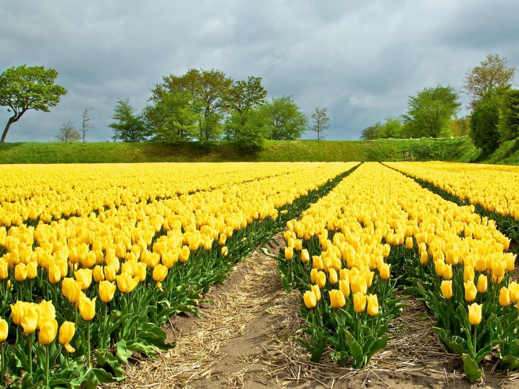 Yellow Tulips Field for 1024 x 768 resolution