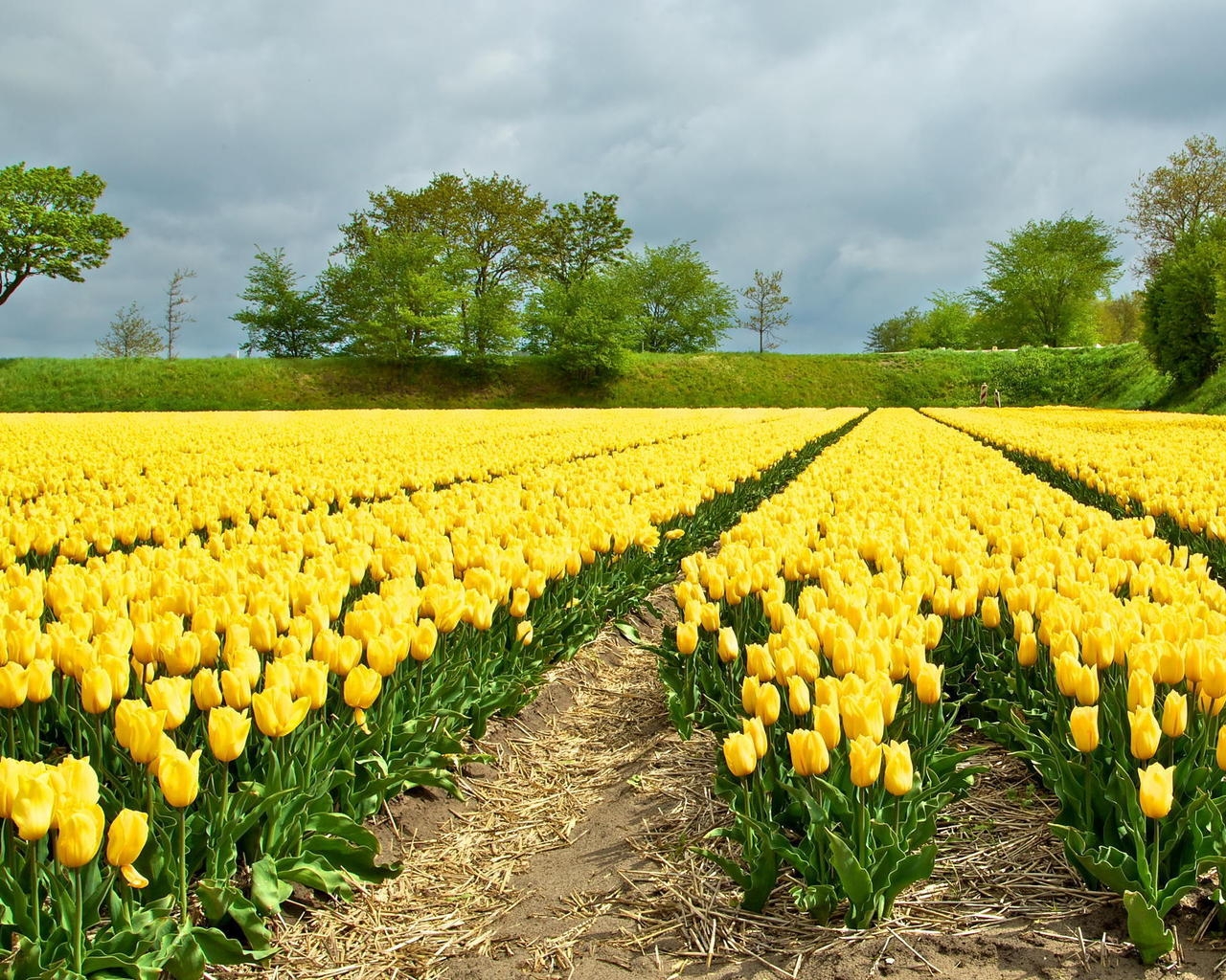 Yellow Tulips Field for 1280 x 1024 resolution
