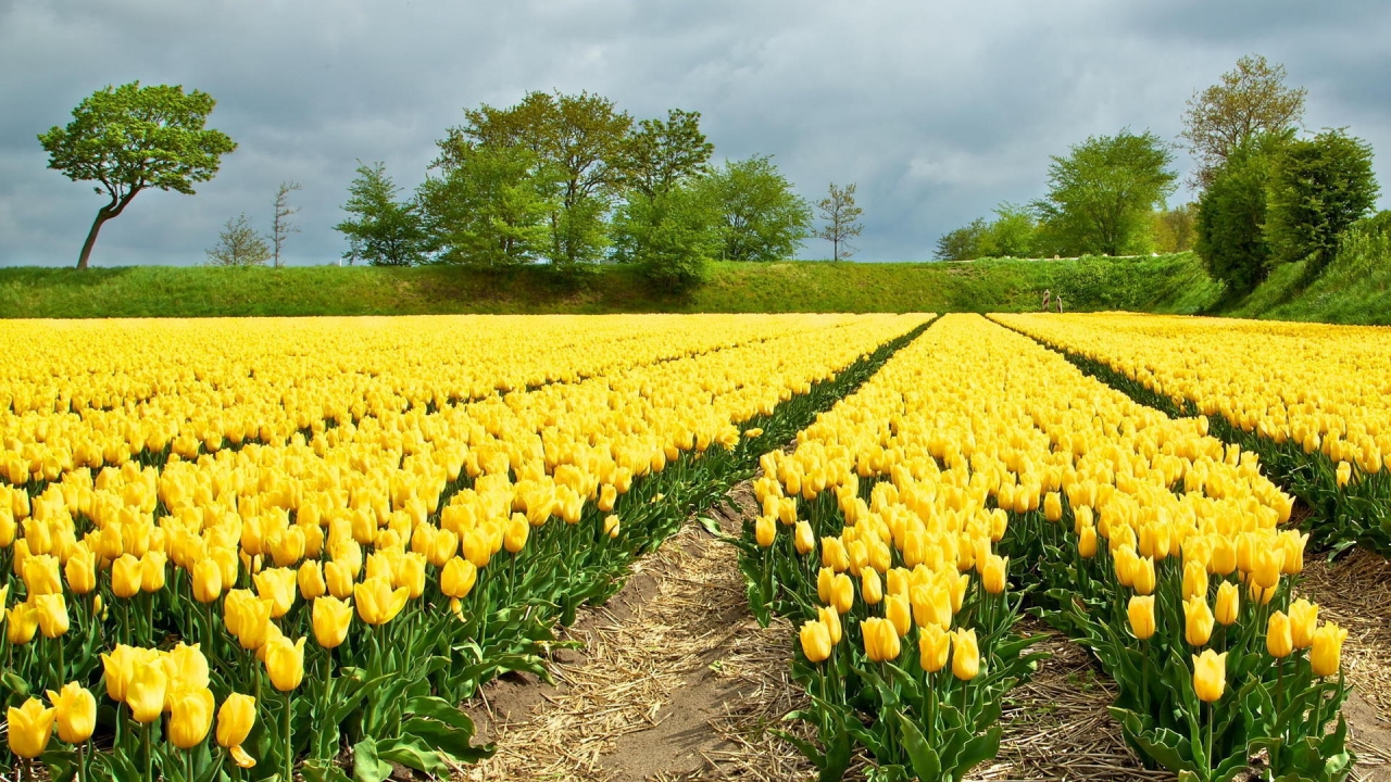 Yellow Tulips Field for 1280 x 720 HDTV 720p resolution