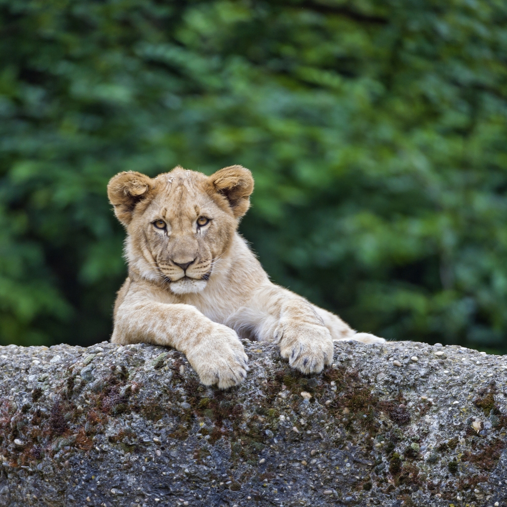 Young Cute Lion for 1024 x 1024 iPad resolution