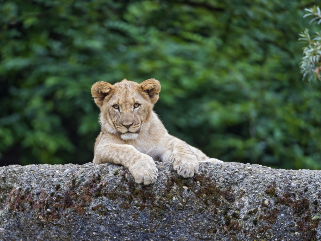 Young Cute Lion for 1024 x 768 resolution