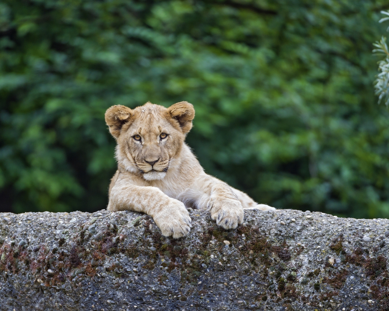 Young Cute Lion for 1280 x 1024 resolution
