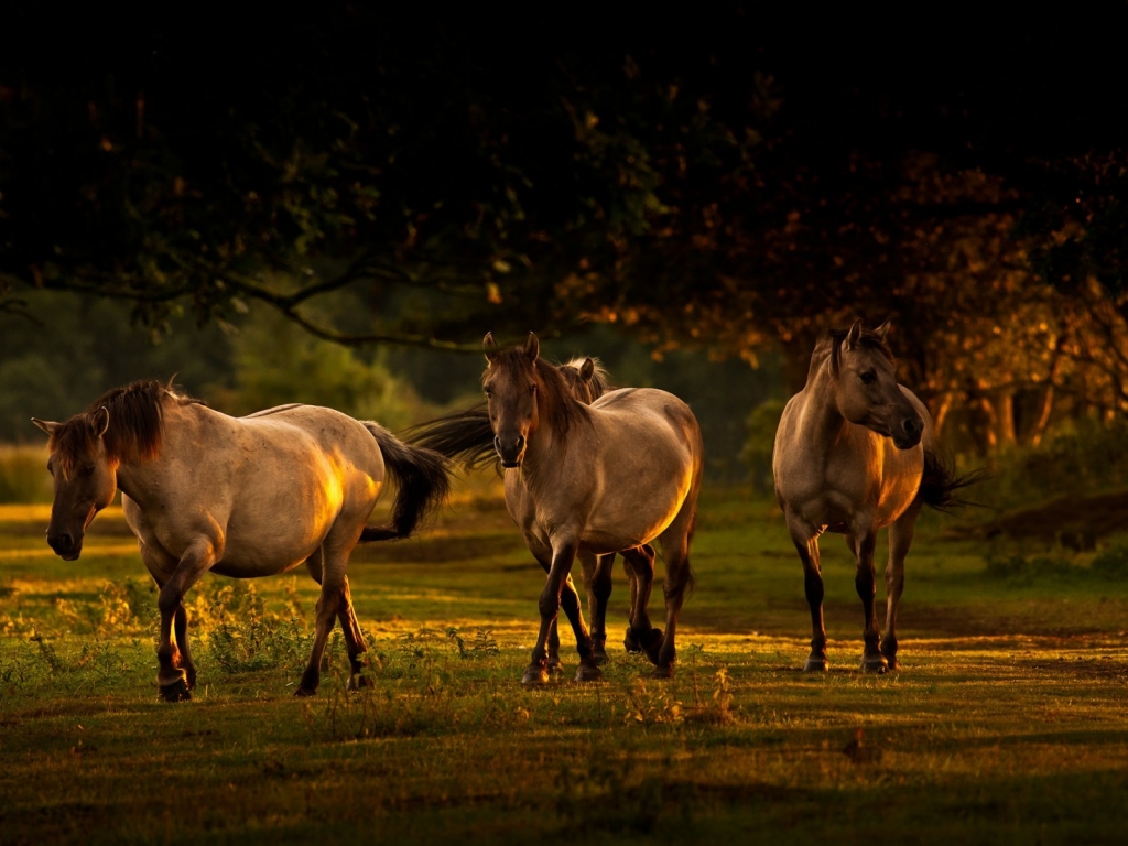 Young Horses for 1024 x 768 resolution