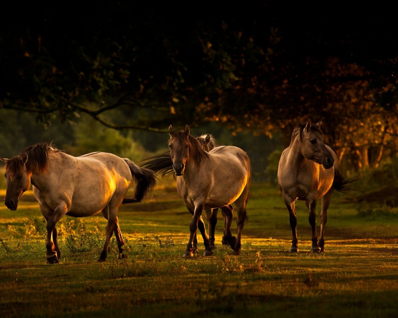 Young Horses for 1280 x 1024 resolution