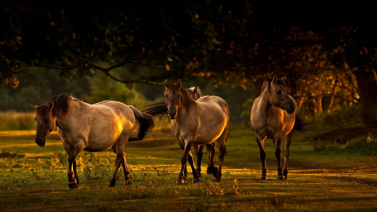 Young Horses for 1280 x 720 HDTV 720p resolution