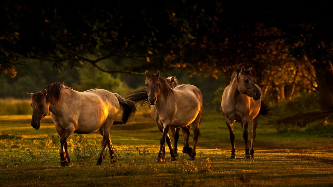 Young Horses for 1366 x 768 HDTV resolution