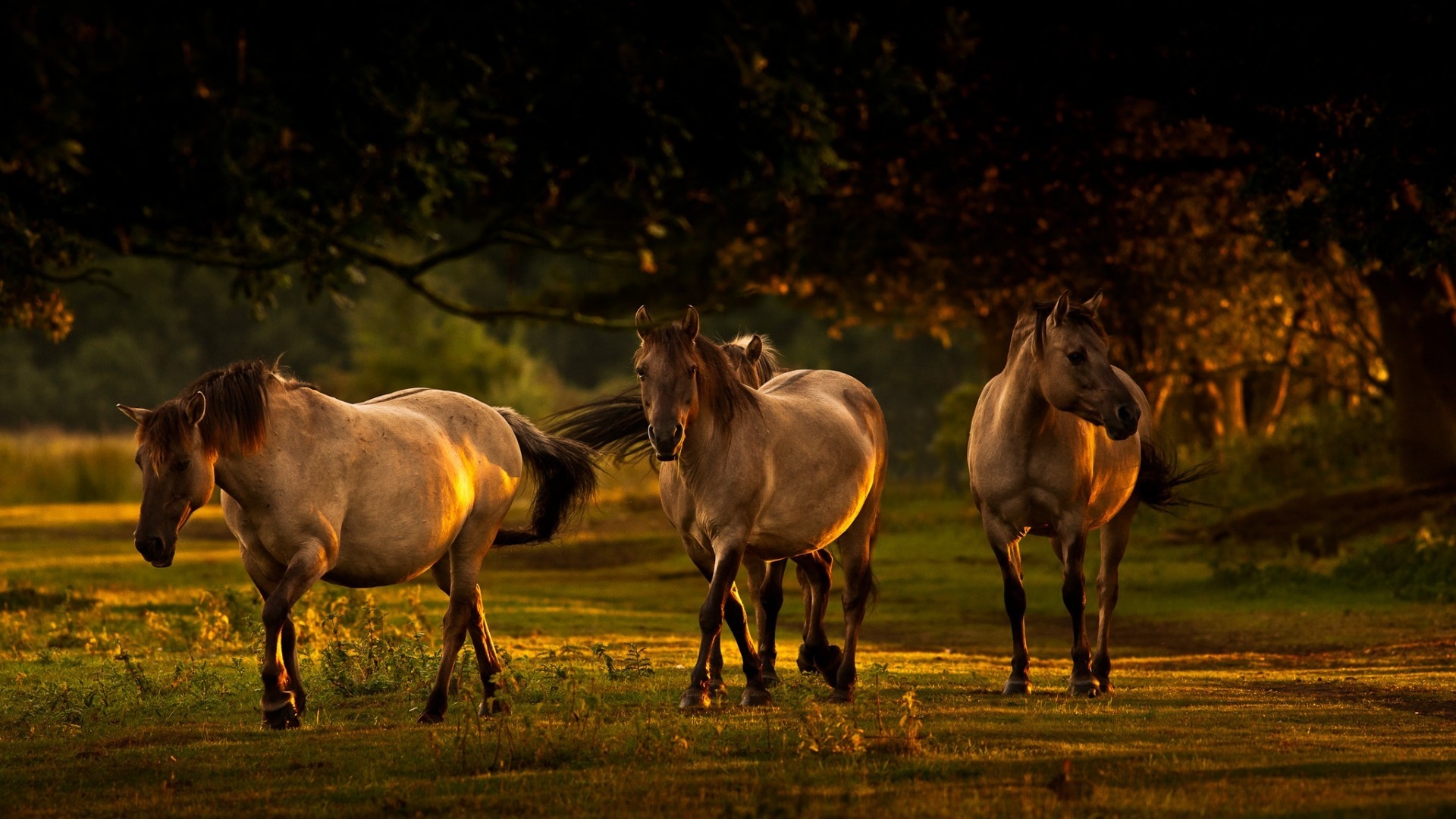 Young Horses for 1920 x 1080 HDTV 1080p resolution