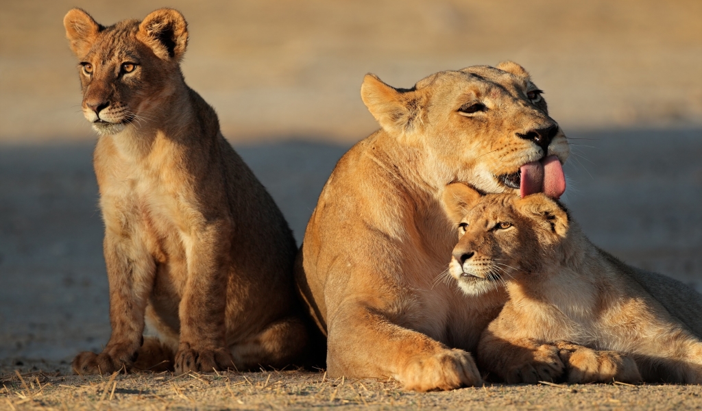 Young Lion Family for 1024 x 600 widescreen resolution