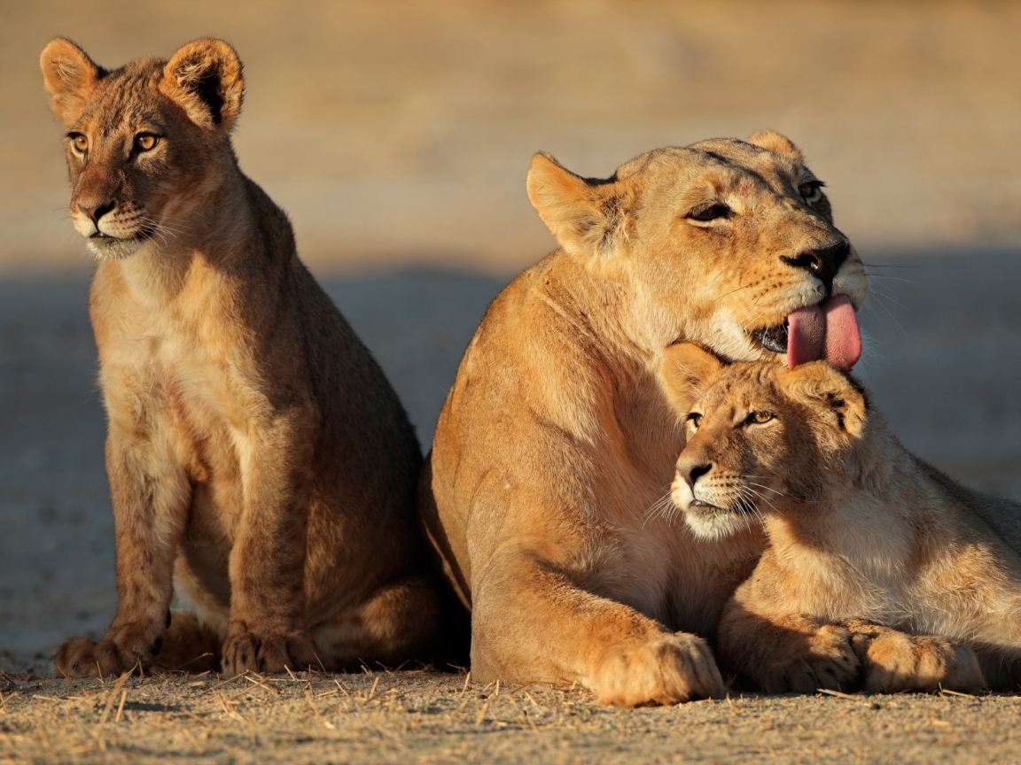Young Lion Family 1152x864   15003 