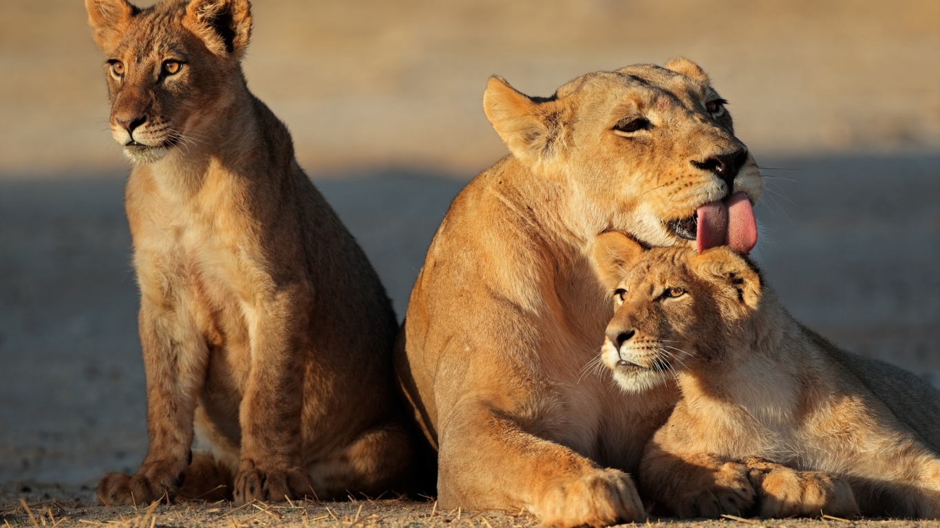 Young Lion Family for 1366 x 768 HDTV resolution