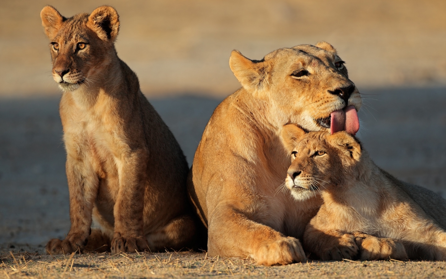Young Lion Family for 1440 x 900 widescreen resolution
