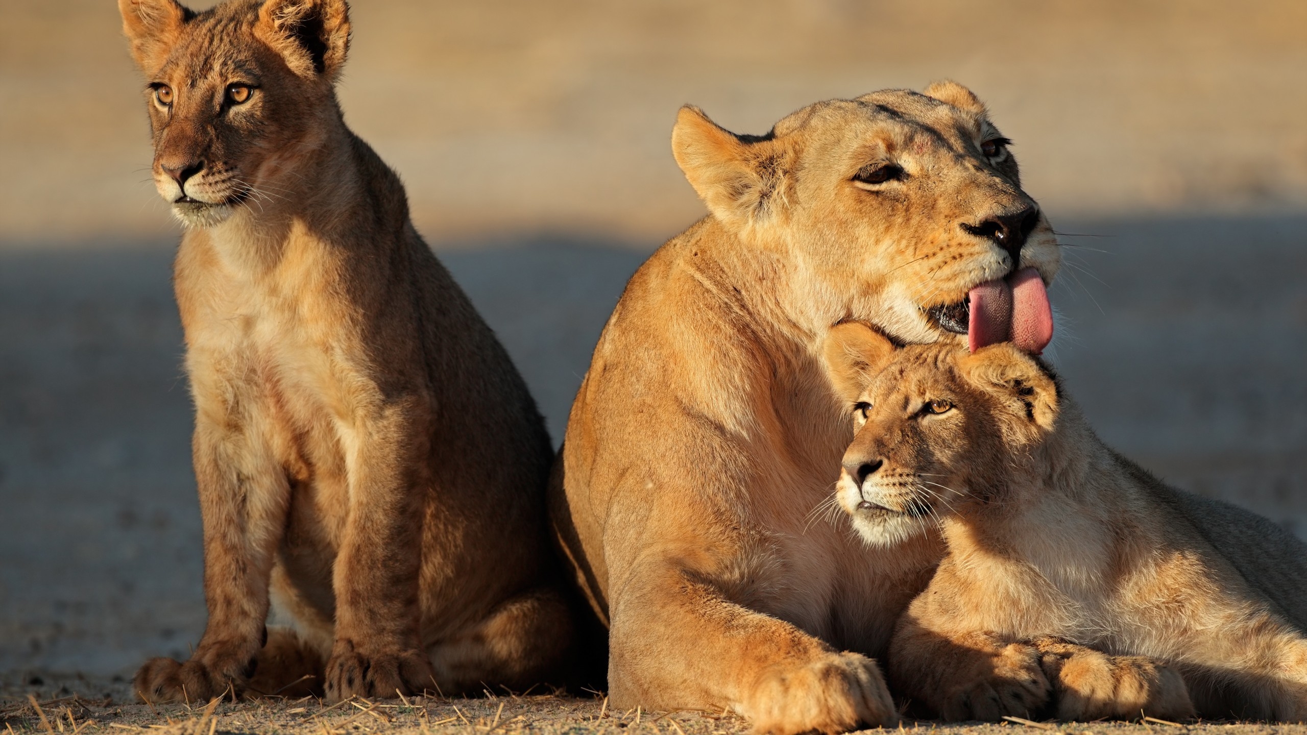 Young Lion Family for 2560x1440 HDTV resolution