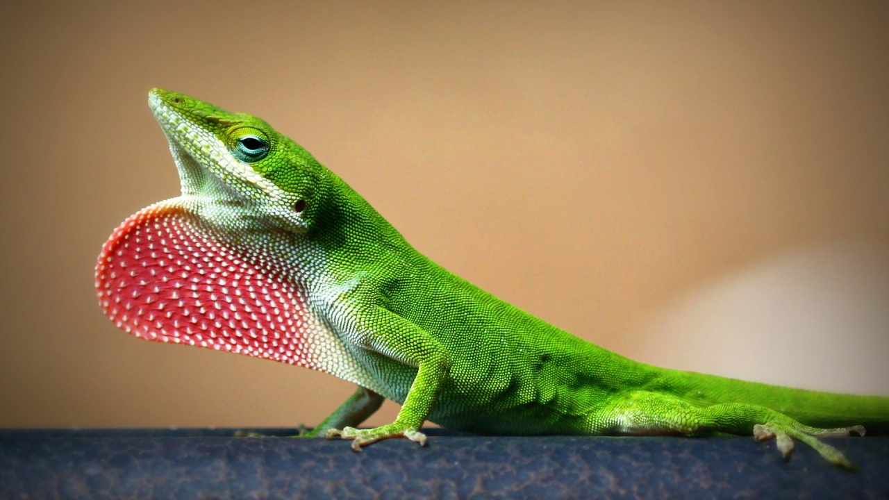 Young Lizard for 1280 x 720 HDTV 720p resolution