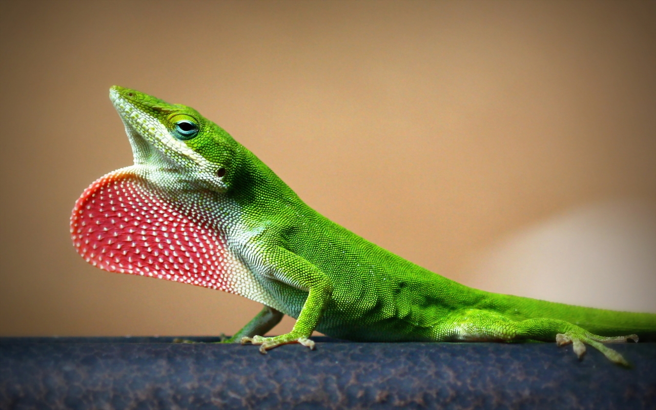 Young Lizard for 1280 x 800 widescreen resolution