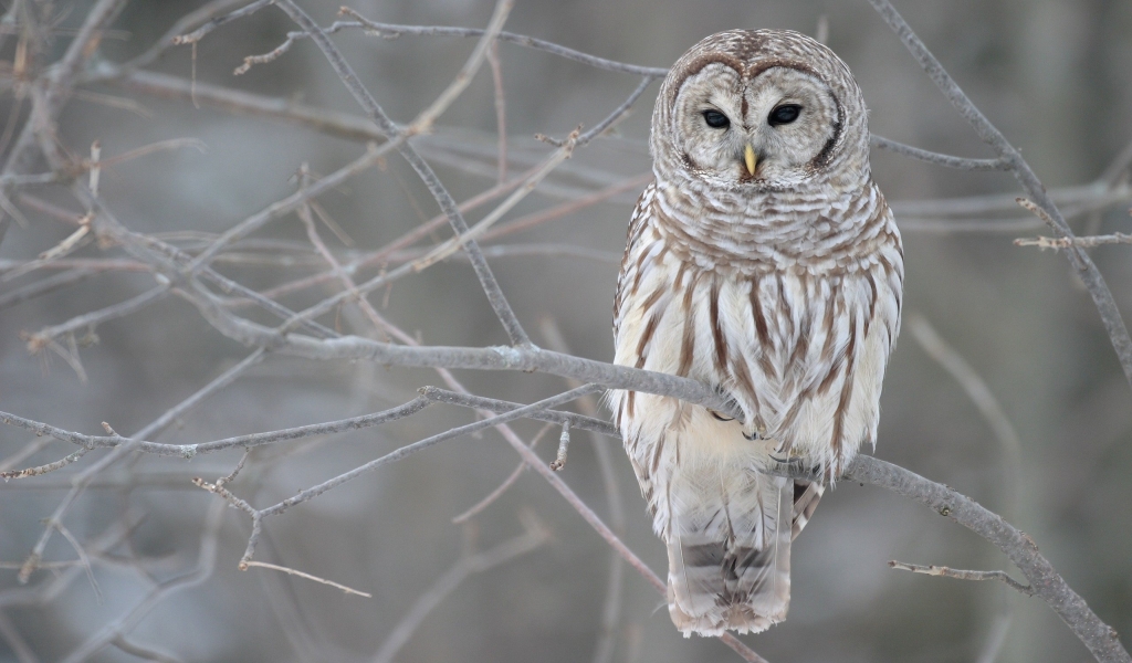 Young Owl for 1024 x 600 widescreen resolution