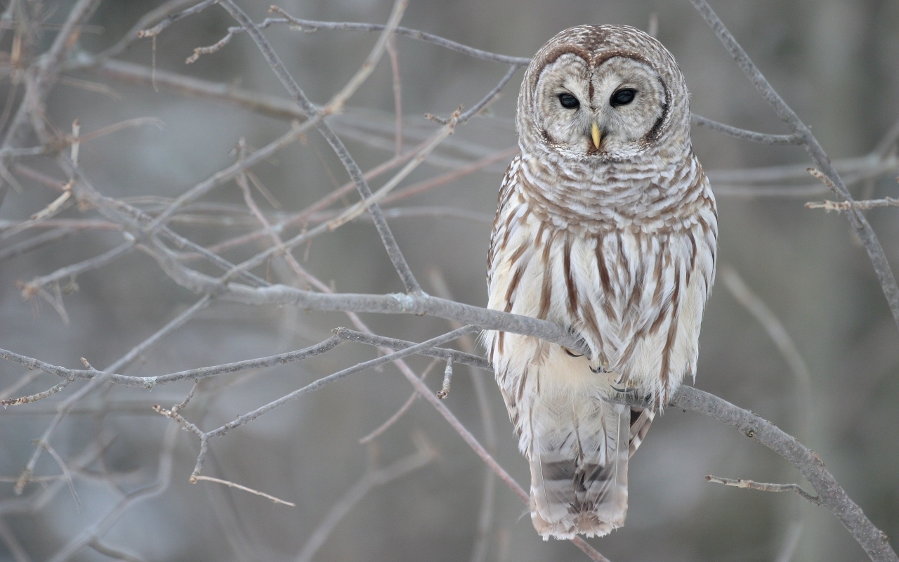 Young Owl for 1280 x 800 widescreen resolution