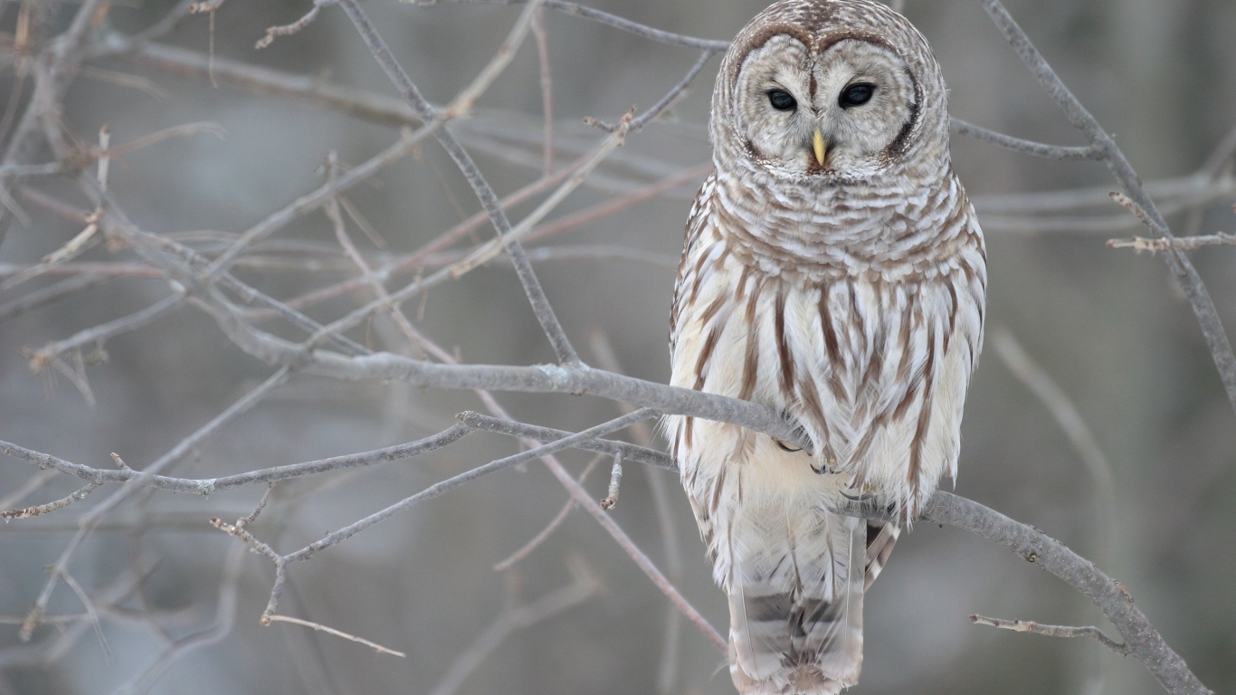 Young Owl for 1366 x 768 HDTV resolution
