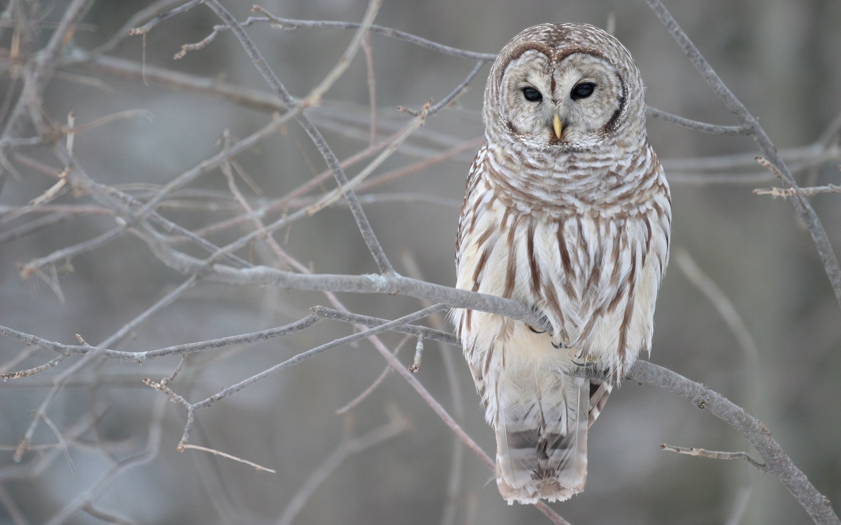 Young Owl for 1680 x 1050 widescreen resolution