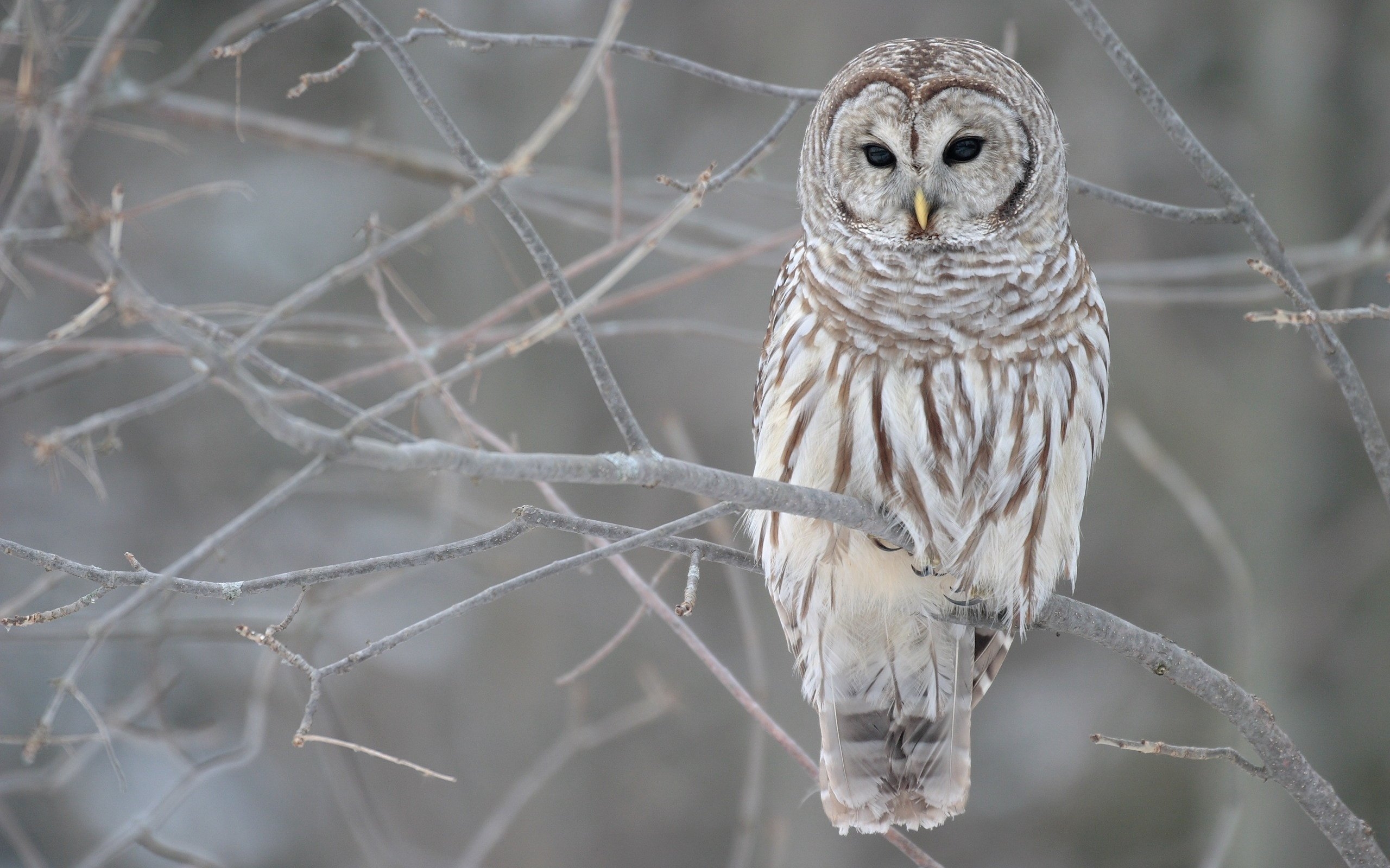 Young Owl for 2560 x 1600 widescreen resolution
