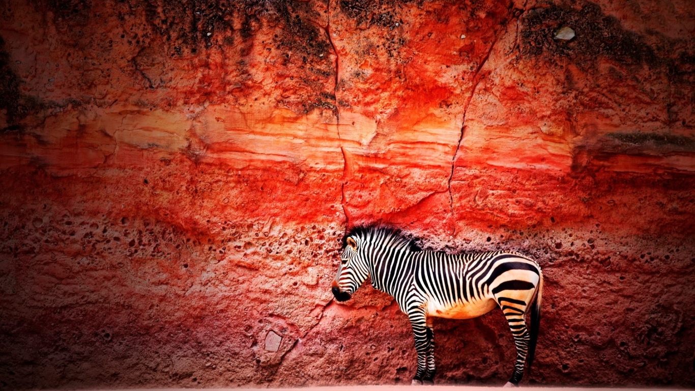 Young Zebra for 1366 x 768 HDTV resolution