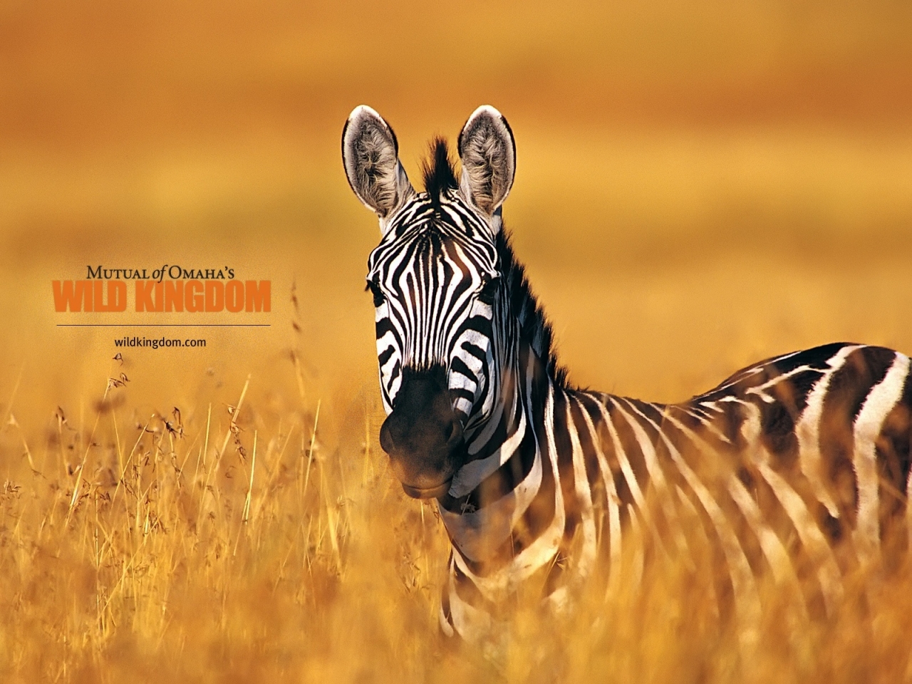 Zebra for 1280 x 960 resolution